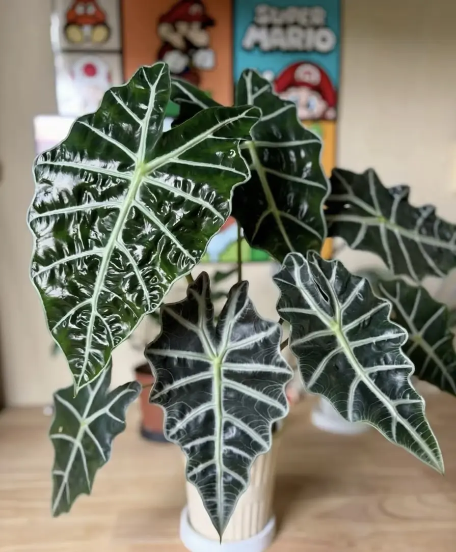 Alocasia Polly | Dark Green Elephant Ear Plant | Starter Plant in 2-Inch Pot | Houseplant