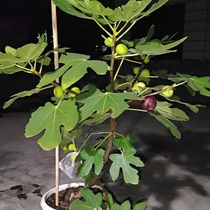 1 bare-rooted fig sapling - the root system is developed and robust, suitable for beginners in gardening - the branches and leaves are beautiful and ornamental - a good product for indoor and outdoor green plant decoration