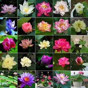 Bonsai Bowl Lotus Seeds, Water Lily Flower Plant Seed Flowering Aquatic Fresh Garden Seeds for Pond Home Planting Ornamental(Mixed Color)