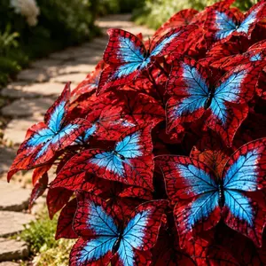 【summer Vibes】Butterfly Leaf Hosta 800 Seeds  Unique Resembling WingsPerennial for Shaded Gardens Borders Under Trees Walk ways Easy Grow Shade Lover