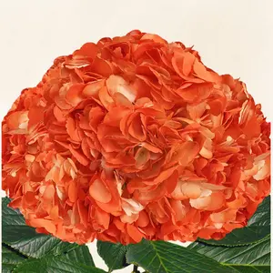 Hydrangeas Tinted Orange Fresh-cut 6-6.5" Diameter 60-65cm Stem 30 Stems Full Pack Year-round Availability 5-8 Days Vase Life