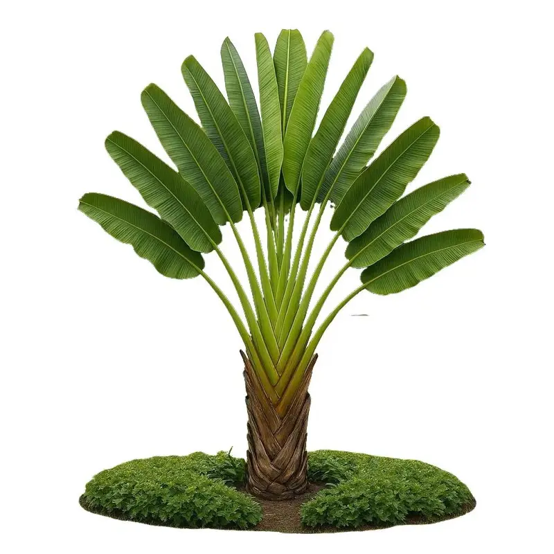 CZ GRAIN Premium Travelers Palm Tree (Ravenala madagascariensis) Tropical Houseplant Premium Seeds - 5 Seeds, Fan Leaves, Full Sun Tolerant, Bold Tropical Beauty, Zone 10-11 Hardy, Cold Hardy, Patio Standout, Home Garden Addition