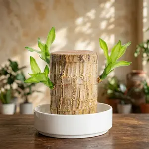 Good Luck & Prosperity Brazilian Wood Hydroponic Growing Kit | with Mystery Doll & Decorative Plate, Easy Care Lucky Mini Desk Plant for Home Office Decor, High Temperature Resistant