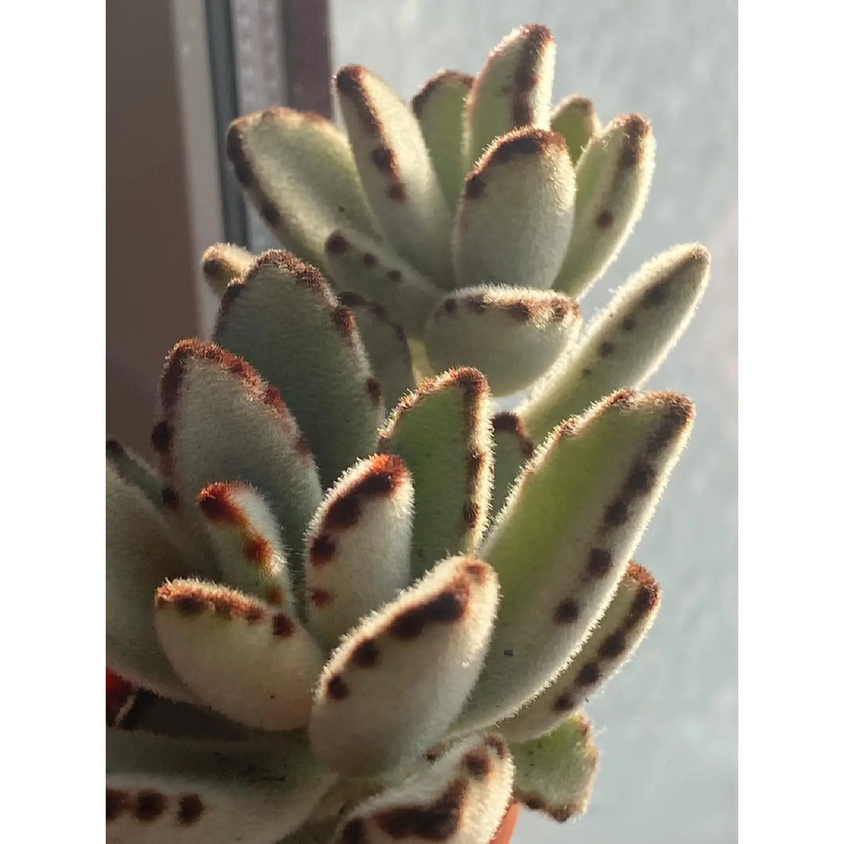 2"Live Succulent Kalanchoetomentosa' panda plant