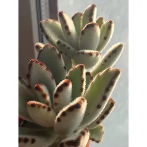 2"Live Succulent Kalanchoetomentosa' panda plant