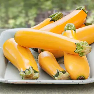 Golden Zucchini Seeds
