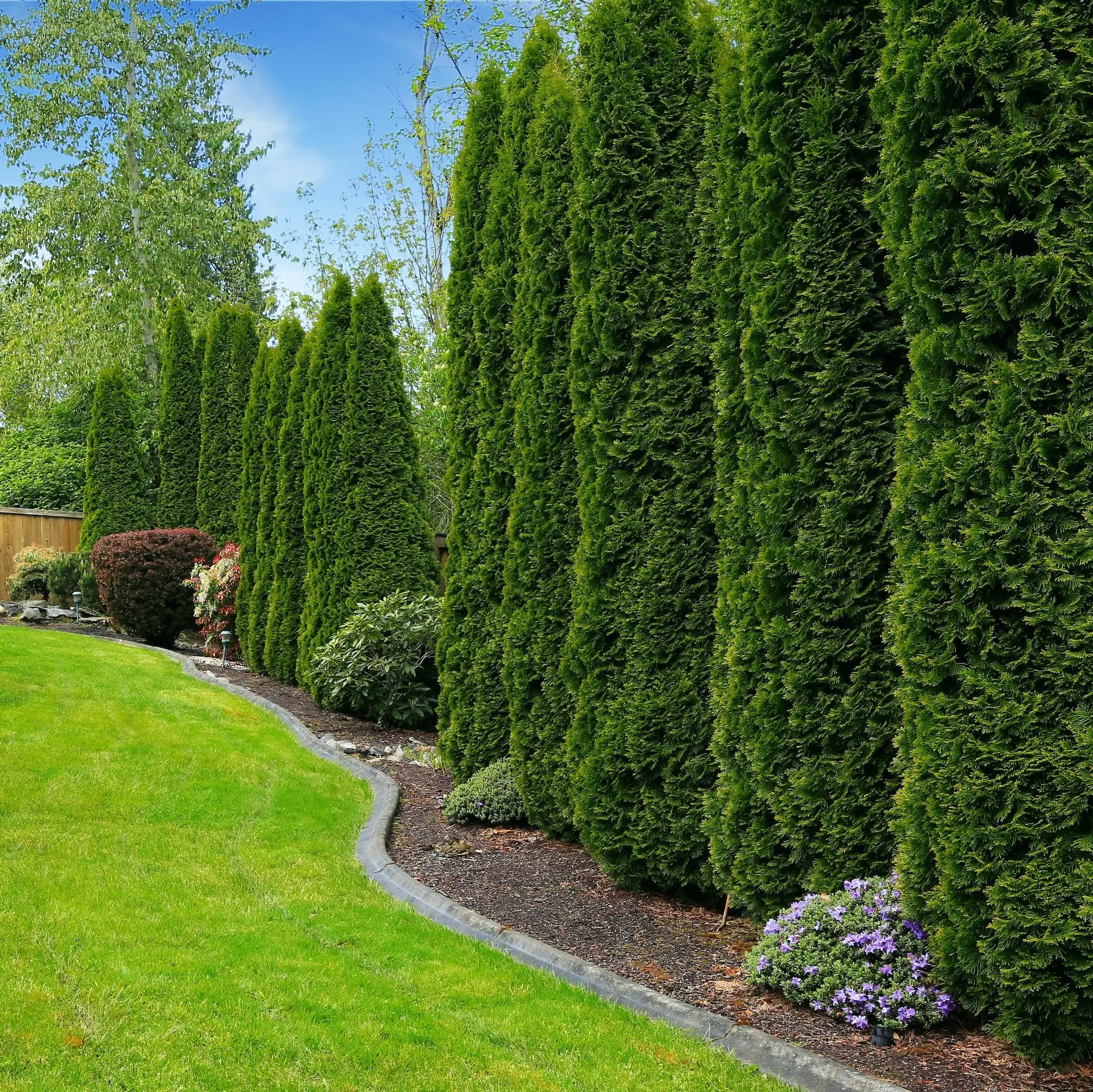 Private Jet™ Arborvitae