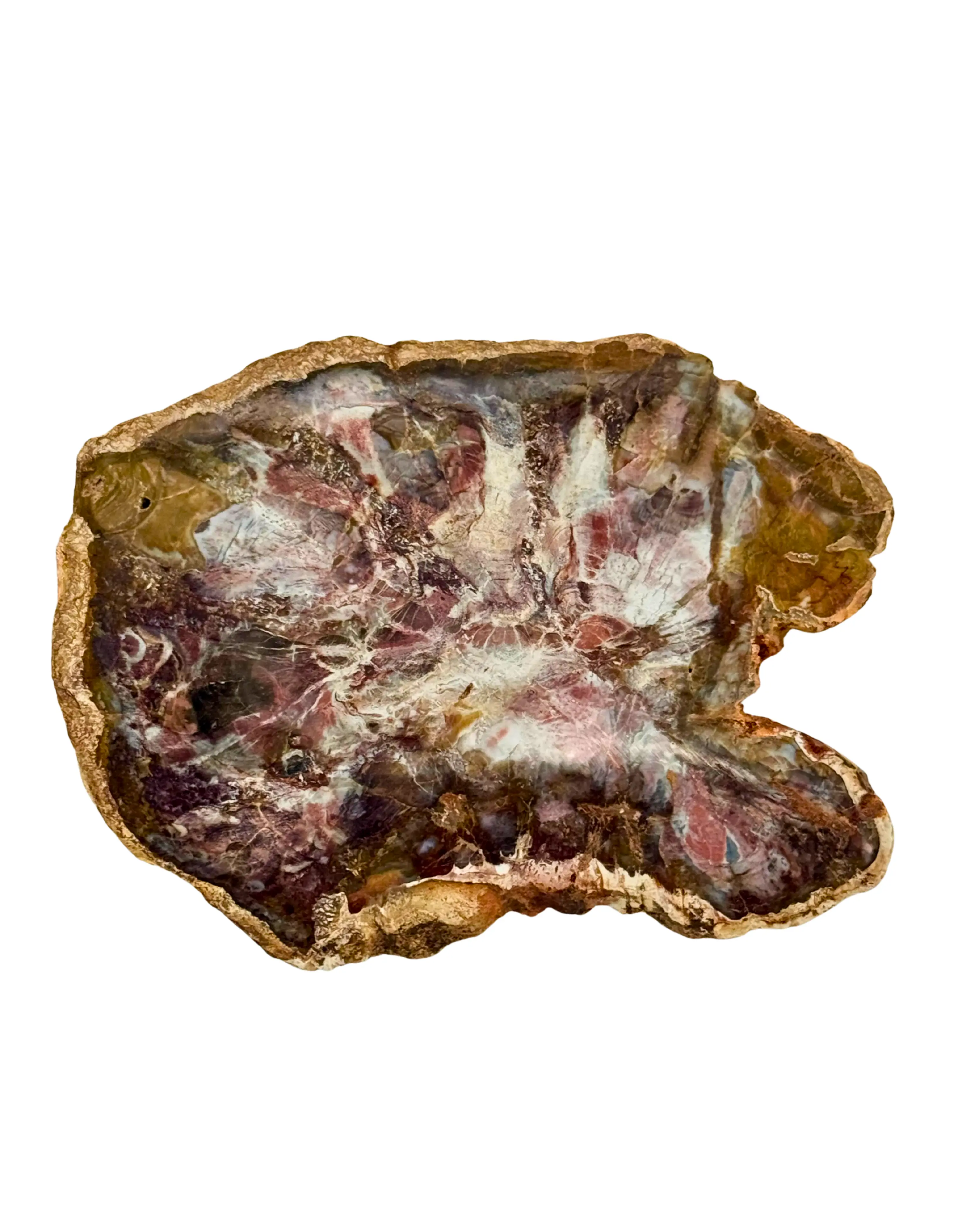 Petrified Wood Slab, 7-8"
