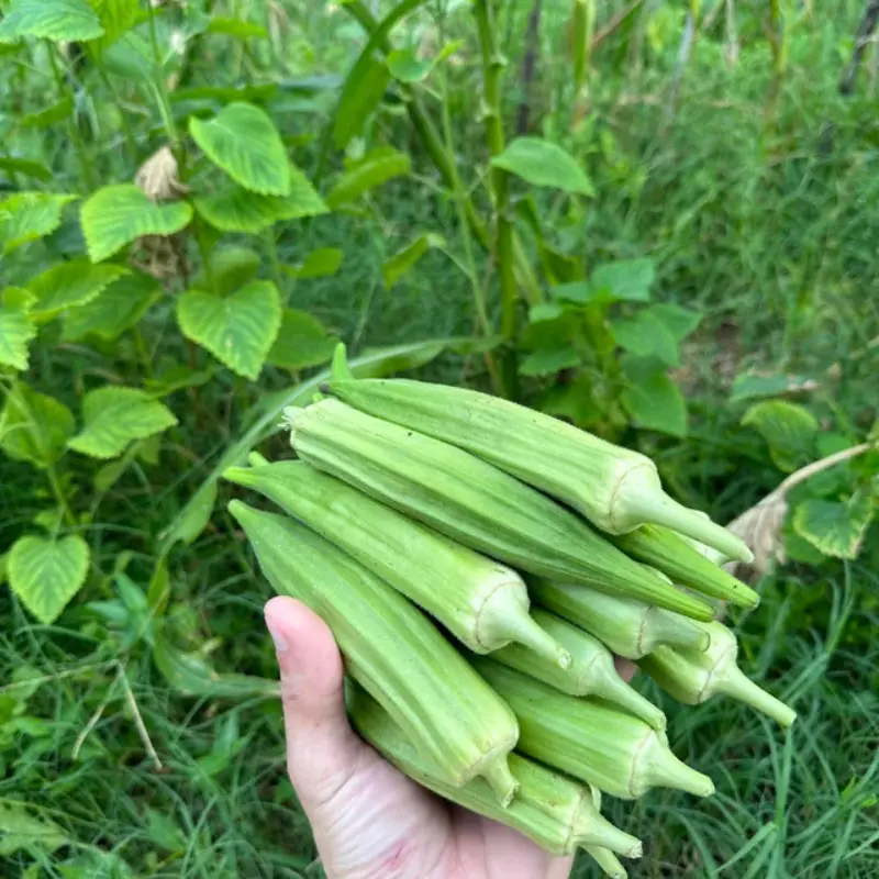 Louisiana Green Velvet Okra Seeds (Abelmoschus esculentus) Productive heirloom okra with deep green, velvety pods; heat tolerant, fast growing, and excellent for fresh eating, frying, and southern gardens