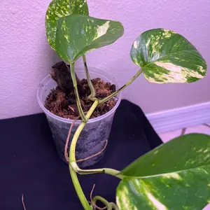 21” Hawaiian Pothos exotic houseplant