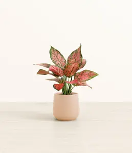 Aglaonema Beauty Aglaonema Beauty
