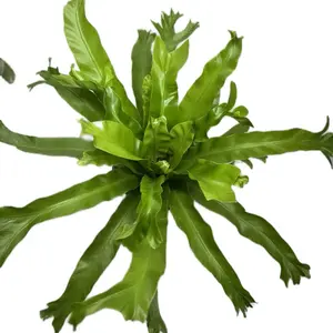 4” Birdnest Fern ‘Leslie’