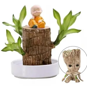 Brazilian wood hydroponic lucky wood office desktop greenery four seasons stump hydroponics plant