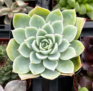 Echeveria Blue Atoll Echeveria Blue Atoll