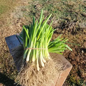 Hoss Yellow Spanish Utah Onion Plant Bundle | 50 Plants | Long-Day Onion Plants