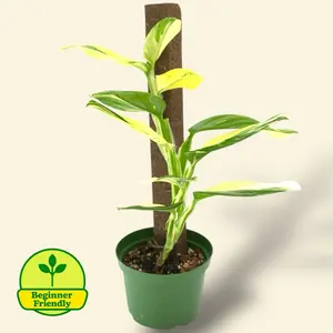 Variegated Monstera Cobra Standleyana 6” On Pole - Rare House Plant