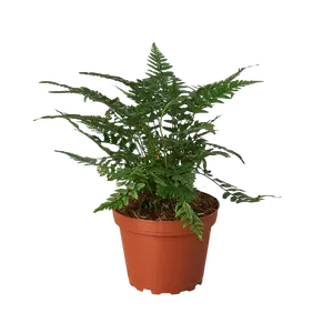 Korean Rock Fern Indoor Decorative Plant