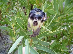 Protea lepidocarpodendron | Tree Pincushion | 10 Seeds