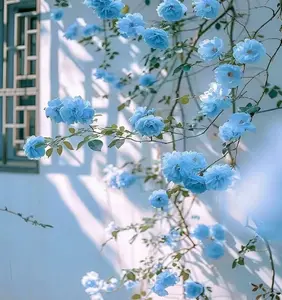 200pcs Blue Climbing Rose Seeds – Rare & Vibrant Ornamental Rose Vines for Outdoor Planting | Non-GMO Perennial Flowers for Trellises, Fences, Arches & Garden Walls | Eye-Catching Blooms for Family Garden & Landscape Decoration