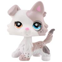 custom tiramisu collie