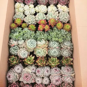 Rosette Live Succulents, Trendy Aesthetic Home Decor, Low‑Maintenance Indoor Houseplants for Apartment, Assorted Mixed Potted Succulent Varieties