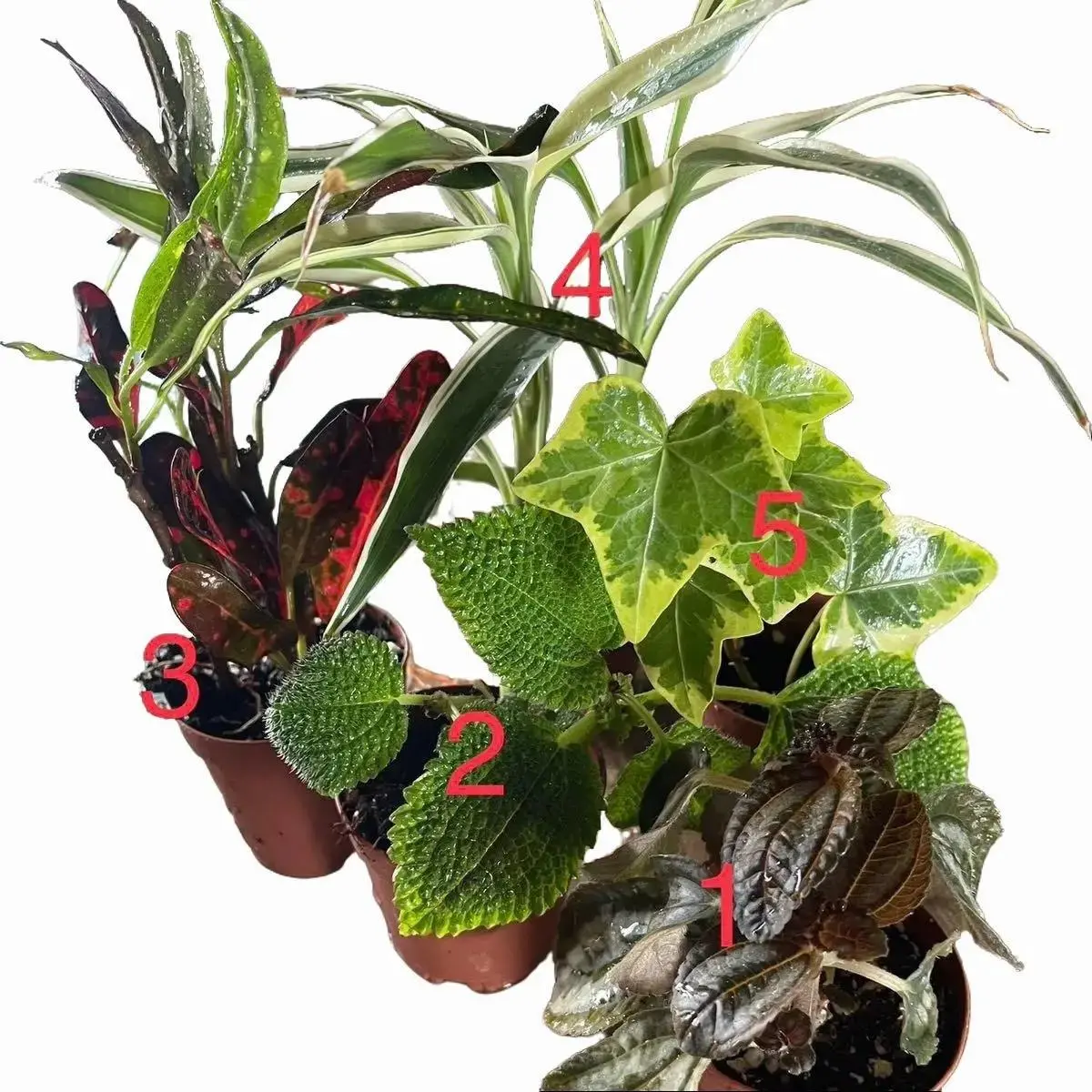 5 2-in Live Indoor Plants Mix - Easy-Care Tropical Plant Set - Ideal for Home & Garden Use (Garden Supplies for Indoor Greenery)