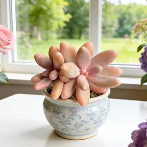 Pachyphytum 'Captain Jessop’– Translucent Live , Crystal Clear, Easy Care Indoor Succulent for Home  & Gifts（Pachyphytum Captain Jessop） Bonsai Wood Garden