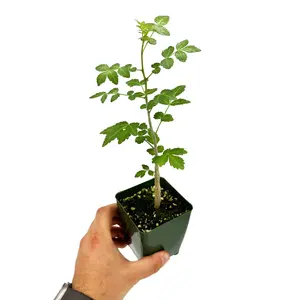 Bursera fagaroides 'Mini Elephant Tree'