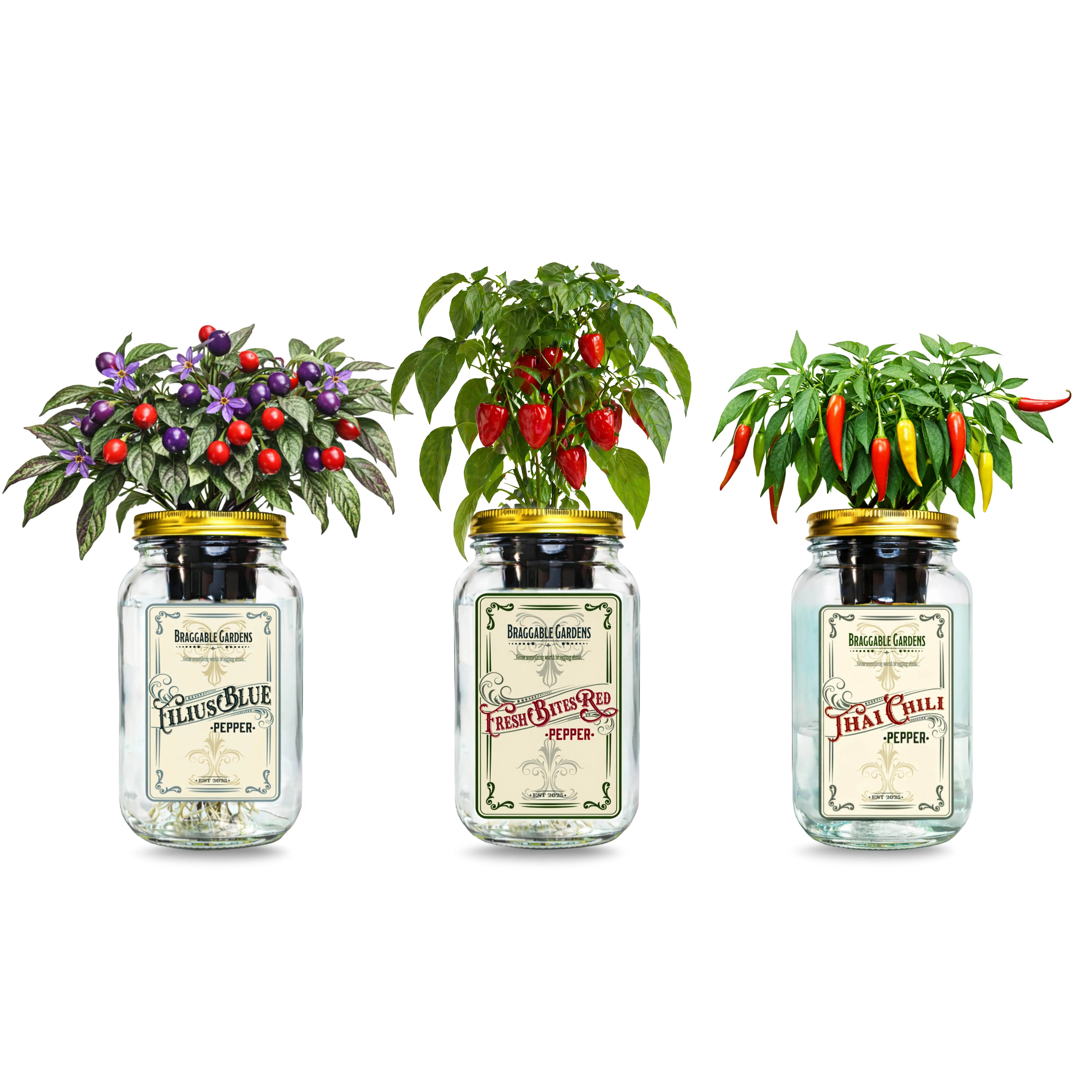Micro Pepper Mason Jar Garden Kit (3 Pack) – Thai Chili, Filius Blue & Mini Red Bell Pepper – Indoor Hydroponic Pepper Grow Kit – Windowsill Vegetable Garden Starter Kit