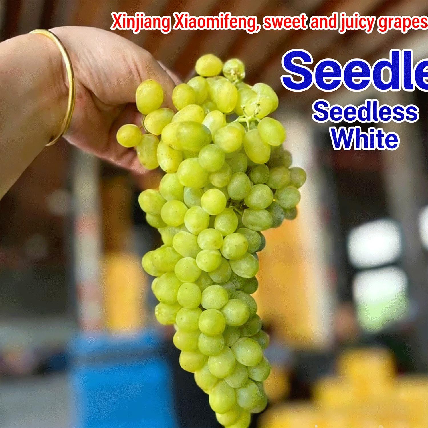 Beginner Friendly Thompson Seedless Grape Sapling | Home Garden Fruit Tree, Balcony or Backyard Plant, Sweet Juicy Grapes Ready to Harvest Beginner Friendly Thompson Seedless Grape Sapling | Home Garden Fruit Tree, Balcony or Backyard Plant, Sweet Juicy Grapes Ready to Harvest