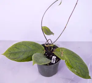 Hoya Vitellinoides Live Plant | Rare Collector Hoya