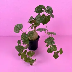 RARE Gerrardanthus Bigfoot | Caudex Plant | Collector Specimenn