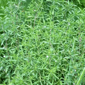 Summer Savory Seeds
