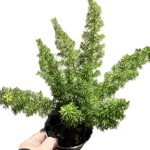 4” Foxtail Fern
