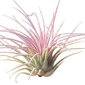 Tillandsia ionantha Lilac