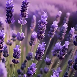 Solana Wax Melts - Lavender Scent Notes - 2oz & 8oz Jars Candle Decor