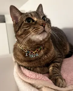 Pet Collar - IYKYK blue mutlicolor gold chain with blue and gold letter - custom length - breakaway safety collar