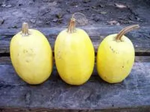Squash: Spaghetti Seeds
