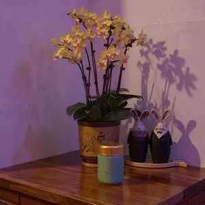 Smooth Green Celadon Porcelain Stash Jar