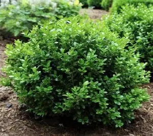 Little Missy Dwarf Boxwood ( buxus )