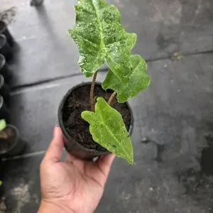 Alocasia