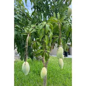 NAM DOC MAI #4 Semi Dwarf Thai Mango Tree