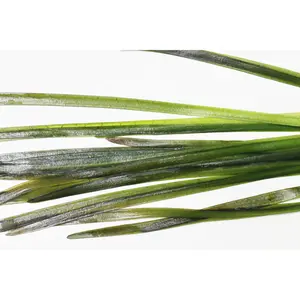 Vallisneria Spiralis Leopard (Easy Background Aquarium Plant) (Shorter and lighter color)