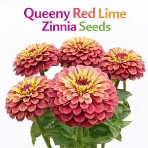 Zinnia Queeny Red Lime Zinnia Flower Seeds, Packets of 15 & 25 for Beautiful Bouquets and Regrowth After Picking Flowers Elegant Design Versatile Use
