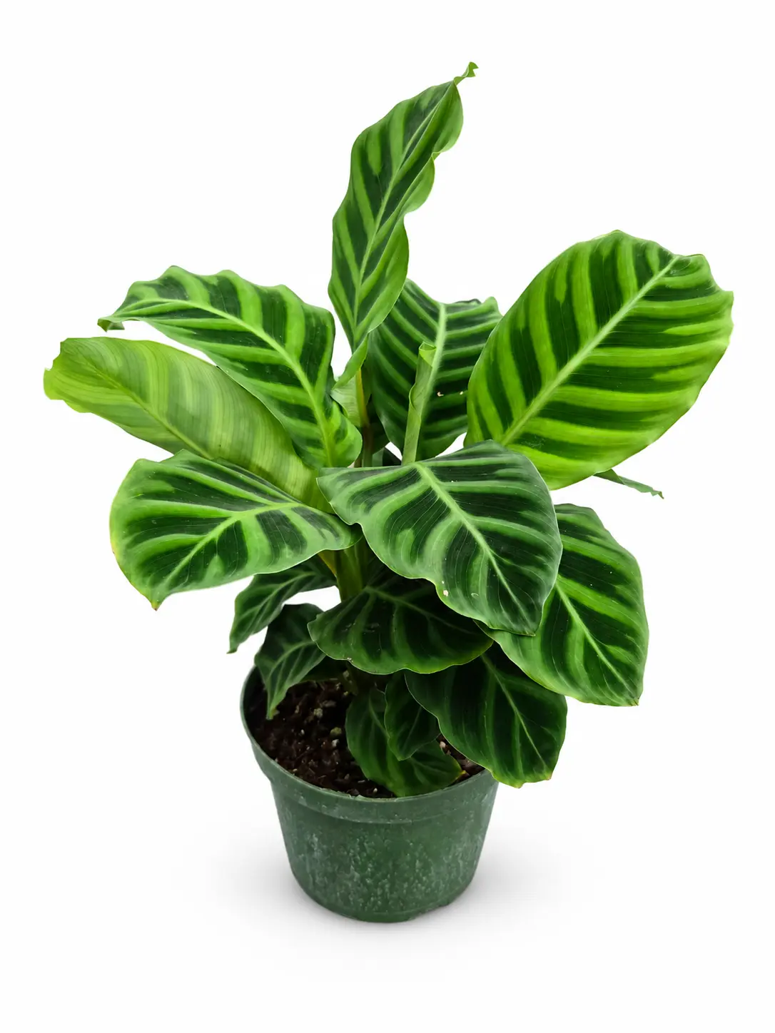 Calathea Zebrina, Pet Friendly, Tropical Houseplant, Live Plant