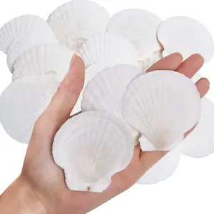 30 count   Shells White Sea Shells for Decorating from Sea Beach Real Seashells for DIY Craft Painting  Themed Party Wedding 2''-3''