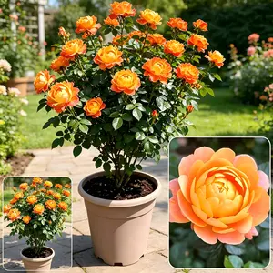 Orange rose shrub living plant, high-quality rose seedlings, developed root system, high survival rate, rapid growth, very suitable for garden and container cultivation