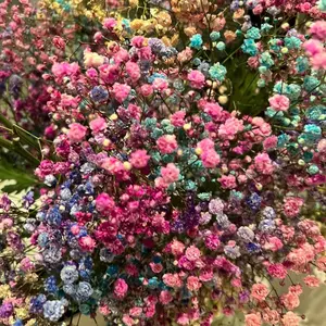 100 PCS Baby’s Breath Seeds for Garden Beds and Raised Planters, Seeds Only Not Live Plants