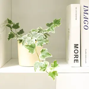 Golden English Ivy Golden English Ivy