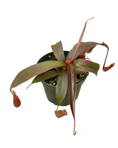 4" Nepenthes Rebecca Soper – Pitcher Plant - Carnivorous Live Plant